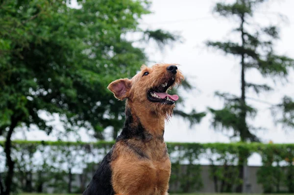 Airedale Closup in the park — стоковое фото