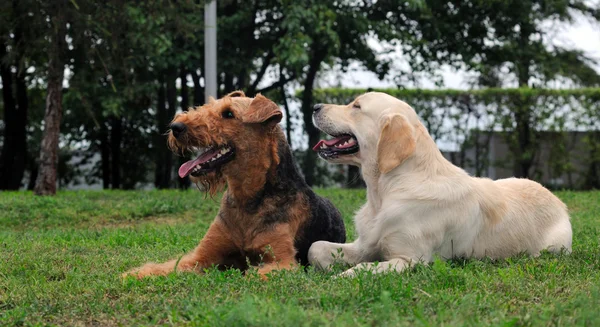 Golden Retriever and Airedale in the park — Stock Photo, Image