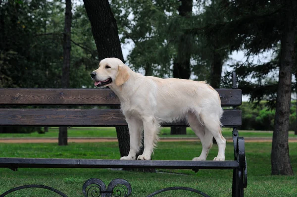 Złoty pies myśliwski z bliska w parku — Zdjęcie stockowe