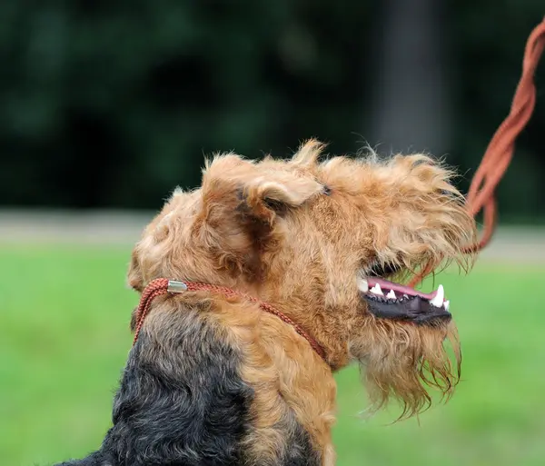 Airedale close-up in het park — Stockfoto