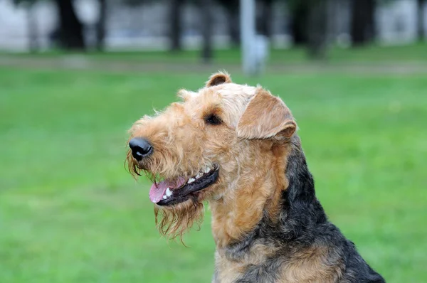 Airedale Closup in the park — стоковое фото