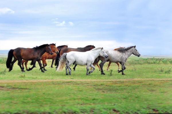 Yeşil çimen dörtnala at sürüsü — Stok fotoğraf