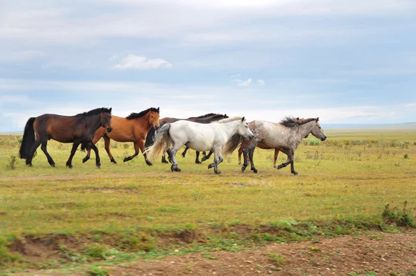 Стадо лошадей скачет по зеленой траве — стоковое фото