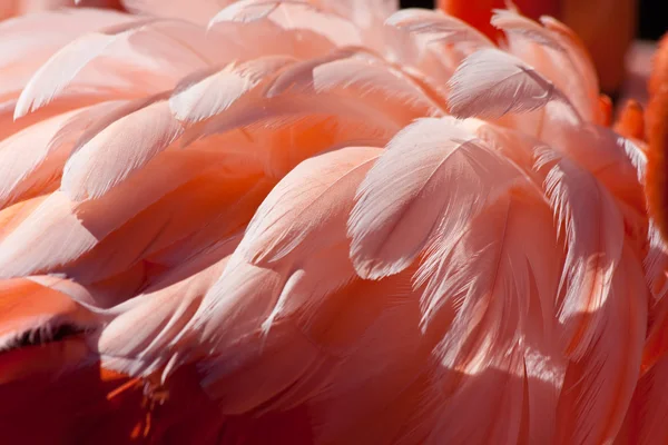 Flamingo veren — Stockfoto