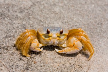 Ghost Crab On The Sand clipart