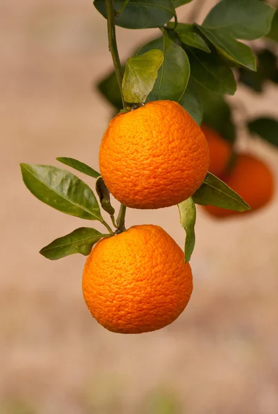 Sinaasappels op de boom Stockfoto
