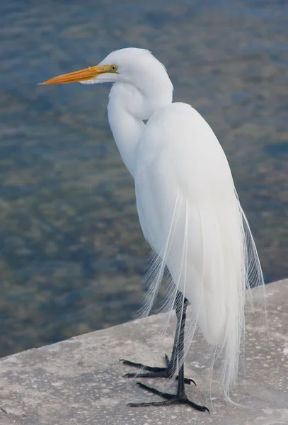Krásná volavka bílá美しいグレート ホワイト白鷺 — ストック写真