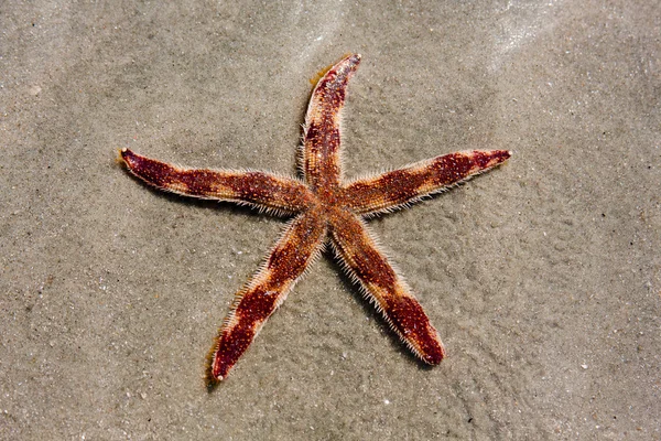 Neobvyklé strakaté hvězdice na pláži — Stock fotografie
