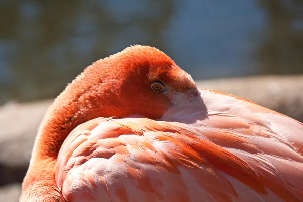 Flamingo vilar — Stockfoto
