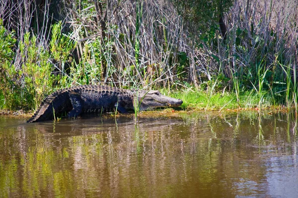 Amerikaanse alligator op de bank — Stockfoto