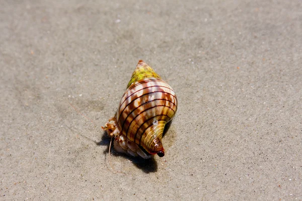 Crab On The Beach — Stock Photo, Image