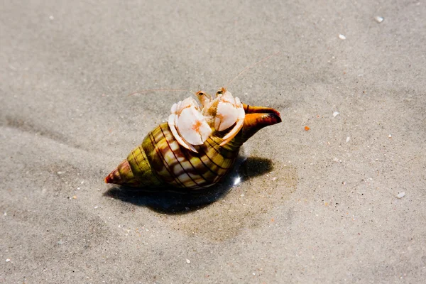 Cangrejo en la playa — Foto de Stock