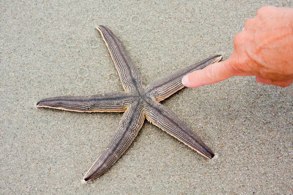 Indicare una stella marina — Foto Stock