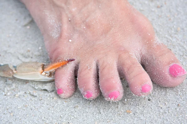 Garra azul cangrejo pellizcar un dedo del pie — Foto de Stock