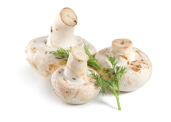 Tree mushrooms and dill — Stock Photo, Image