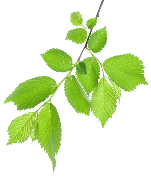 Gałąź zielonych liści — Zdjęcie stockowe