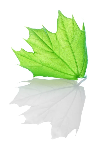 Green maple — Stock Photo, Image