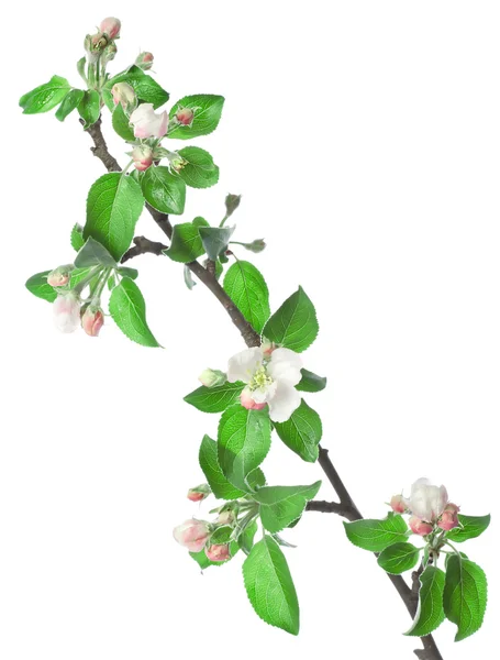 Succursale di mela in fiore — Foto Stock