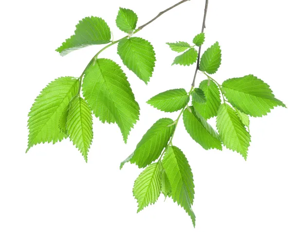 Oddział zielonych liści na białym tle — Zdjęcie stockowe