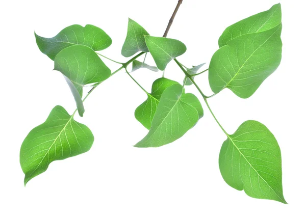 라일락의 잎 — 스톡 사진