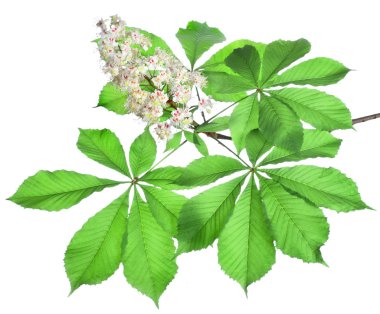 Branch of chestnut isolated clipart