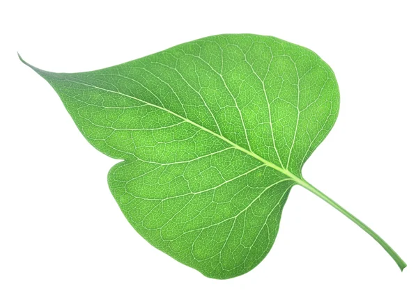 Молоде листя бузку — стокове фото