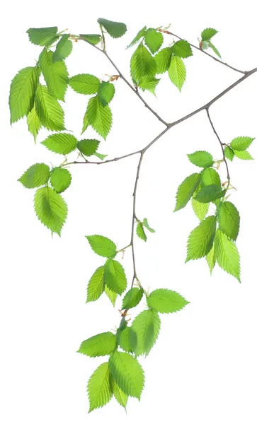 Tree branch — Stock Photo, Image