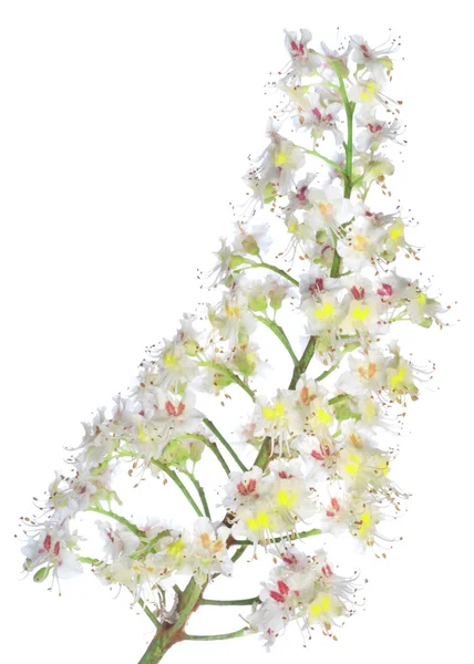 Kastanienzweig mit Blumen — Stockfoto