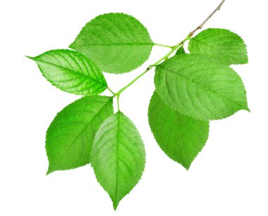 Branch of green leaves isolated clipart