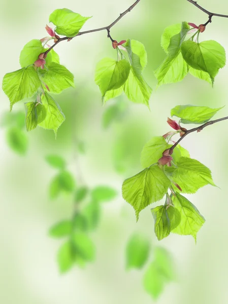라임 나무에서의 잎 — 스톡 사진
