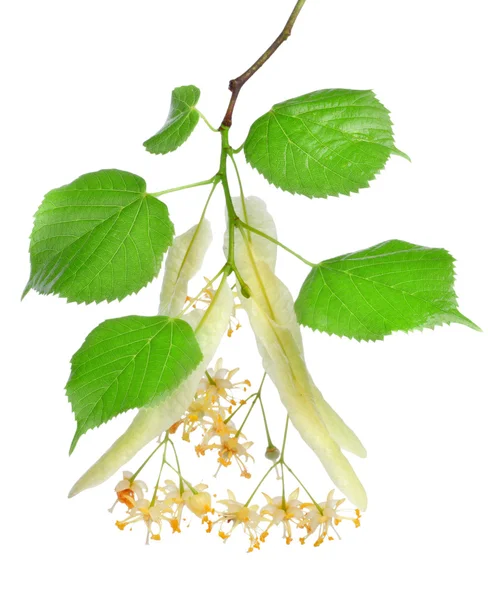 Flowers of linden-tree — Stock Photo, Image