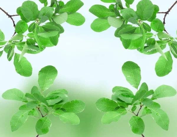 Krásný jarní zelené listy — Stock fotografie