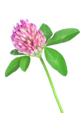 Red clover clipart