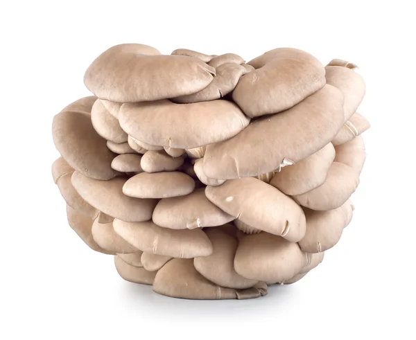 굴 버섯 흰색 절연 — 스톡 사진