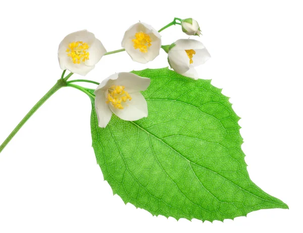 Flores de jasmim isolado — Fotografia de Stock