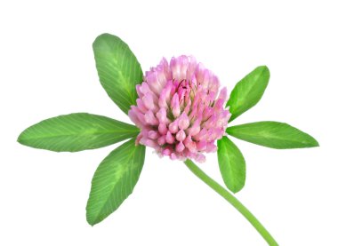 Red clover isolated clipart