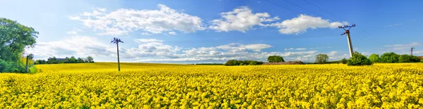 Yağ - tohum tecavüz panorama — Stok fotoğraf
