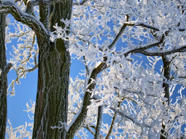 冷凍の枝 — ストック写真