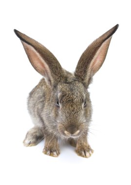 Gray rabbit clipart