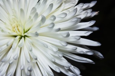 Aster çiçek makro siyah zemin