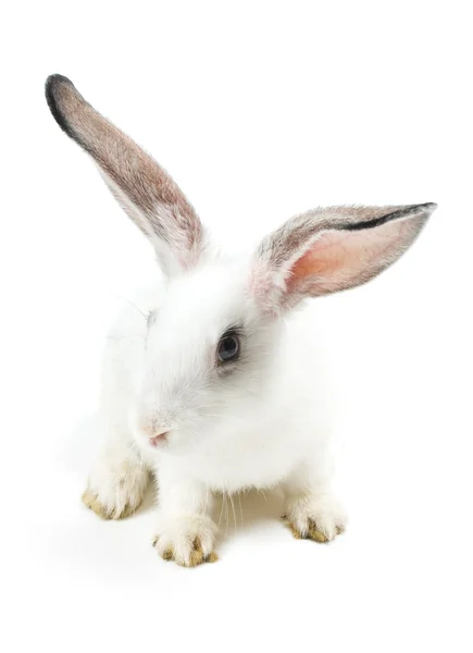 Of rabbit — Stock Photo, Image