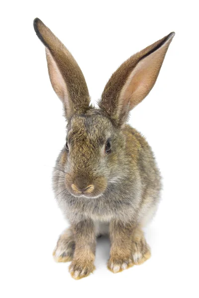 stock image Gray rabbit