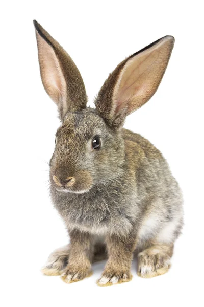 灰色ウサギ — ストック写真