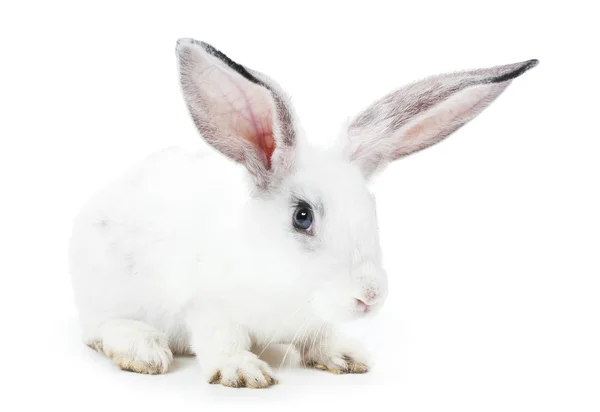 De conejo —  Fotos de Stock