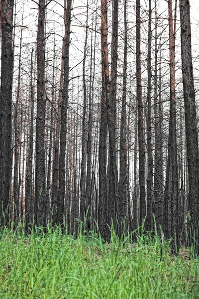 Bosque de pinos después del fuego — Foto de Stock