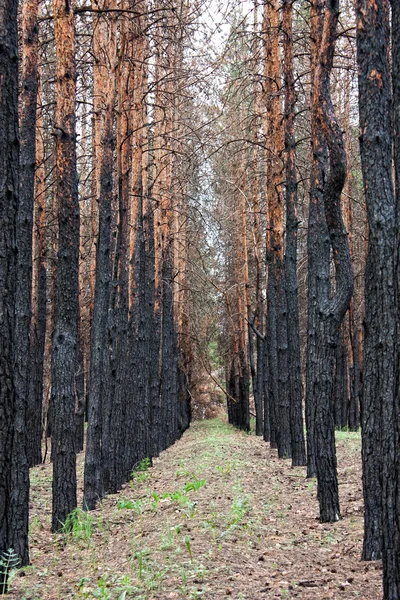 stock image Pine forest after fire