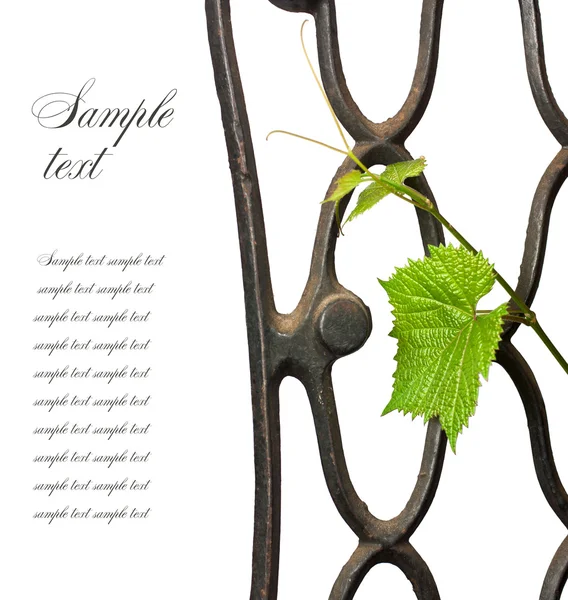 Железная решетка с виноградной лозой — стоковое фото