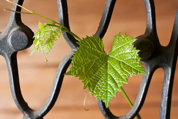 Железная решетка с виноградной лозой — стоковое фото
