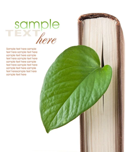 A könyv egy zöld levél — Stock Fotó