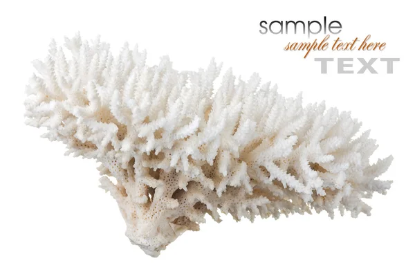 Coral — Stock Photo, Image